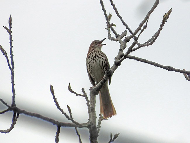 דשוש חום - ML634509544