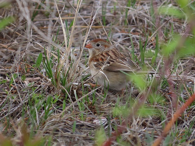 Field Sparrow - ML634509582