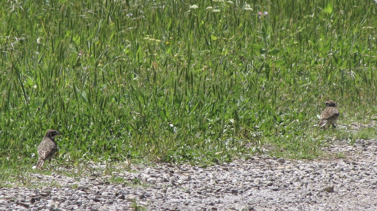 Lark Sparrow - ML634509617