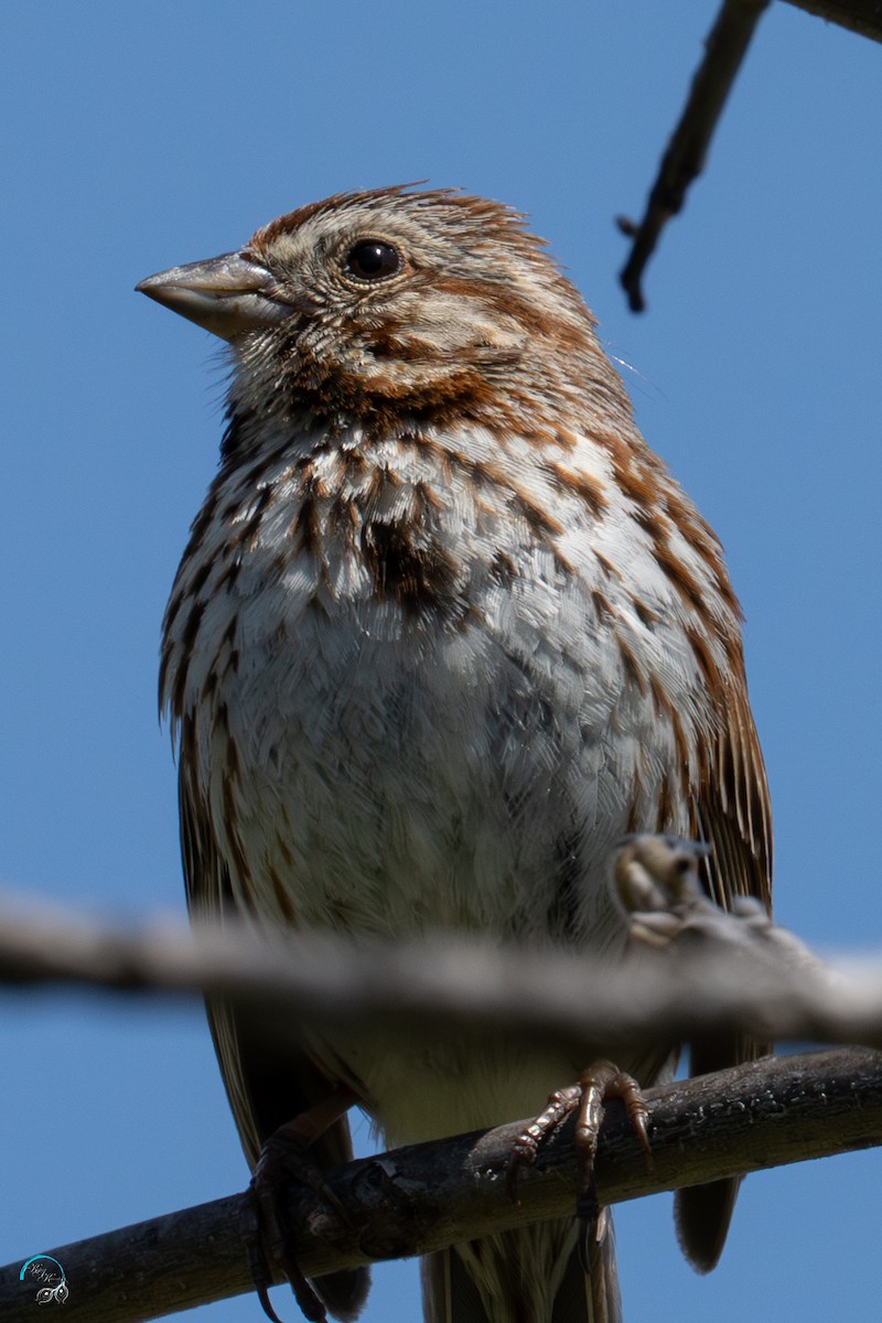 Song Sparrow - ML634509623