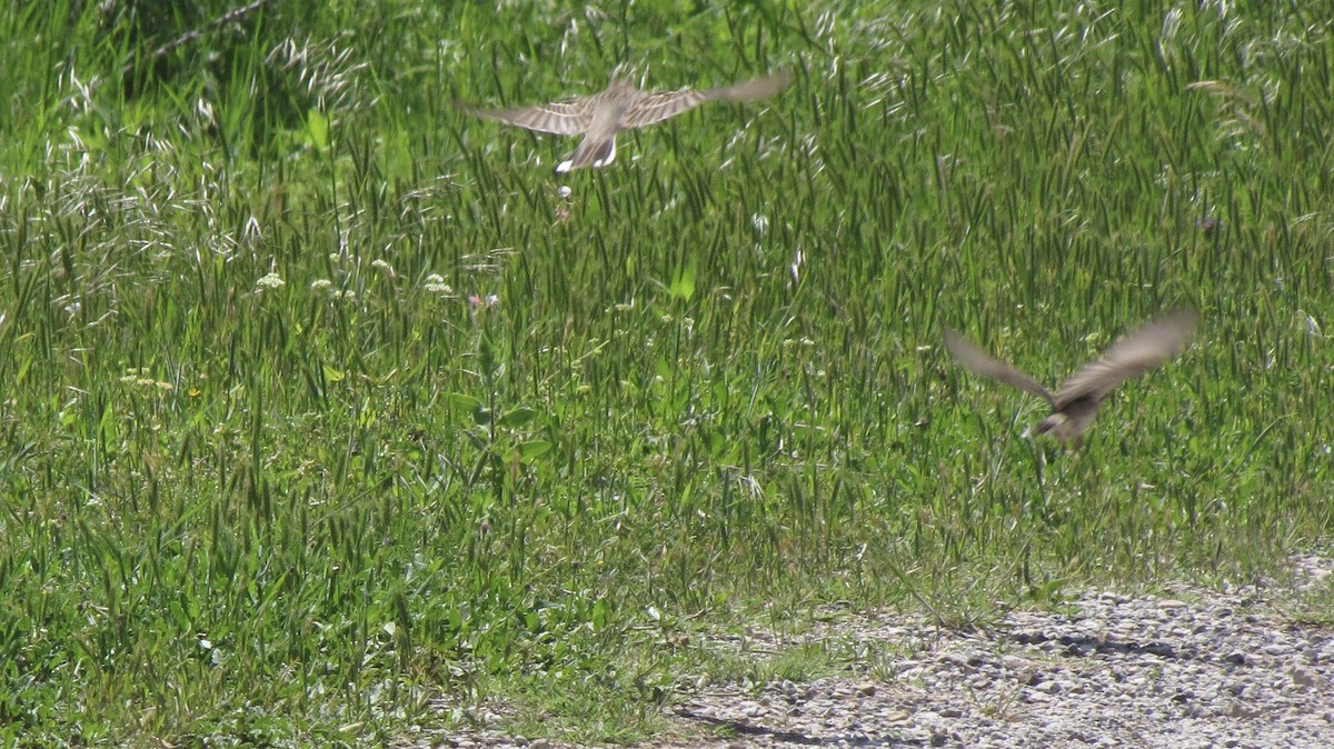 Lark Sparrow - ML634509684