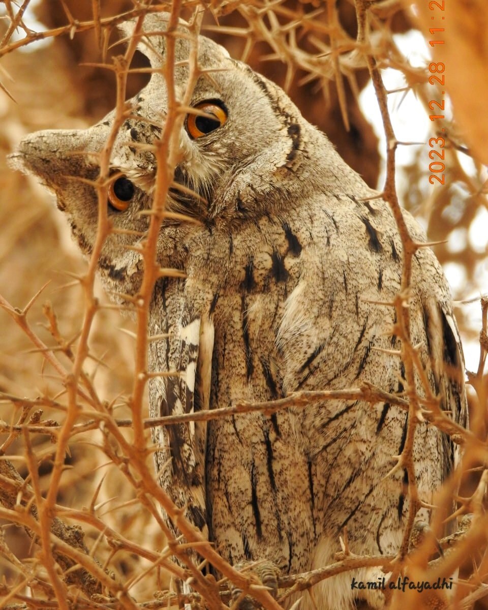 Eurasian Scops-Owl - ML634509731