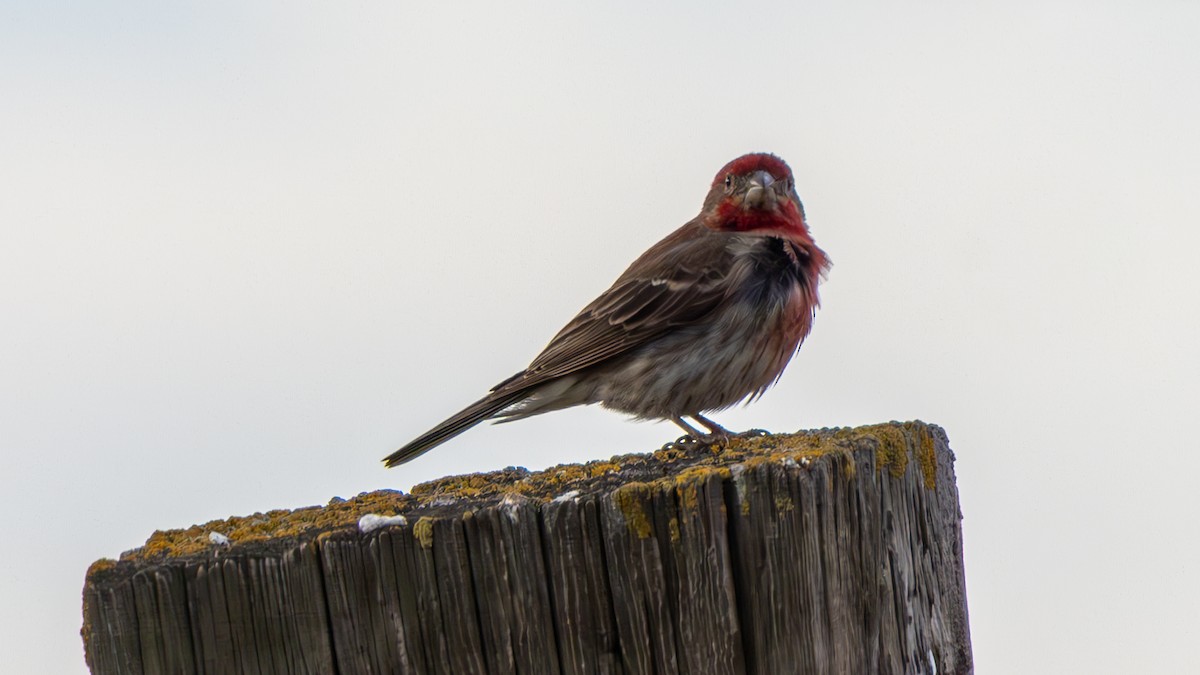 House Finch - ML634509862
