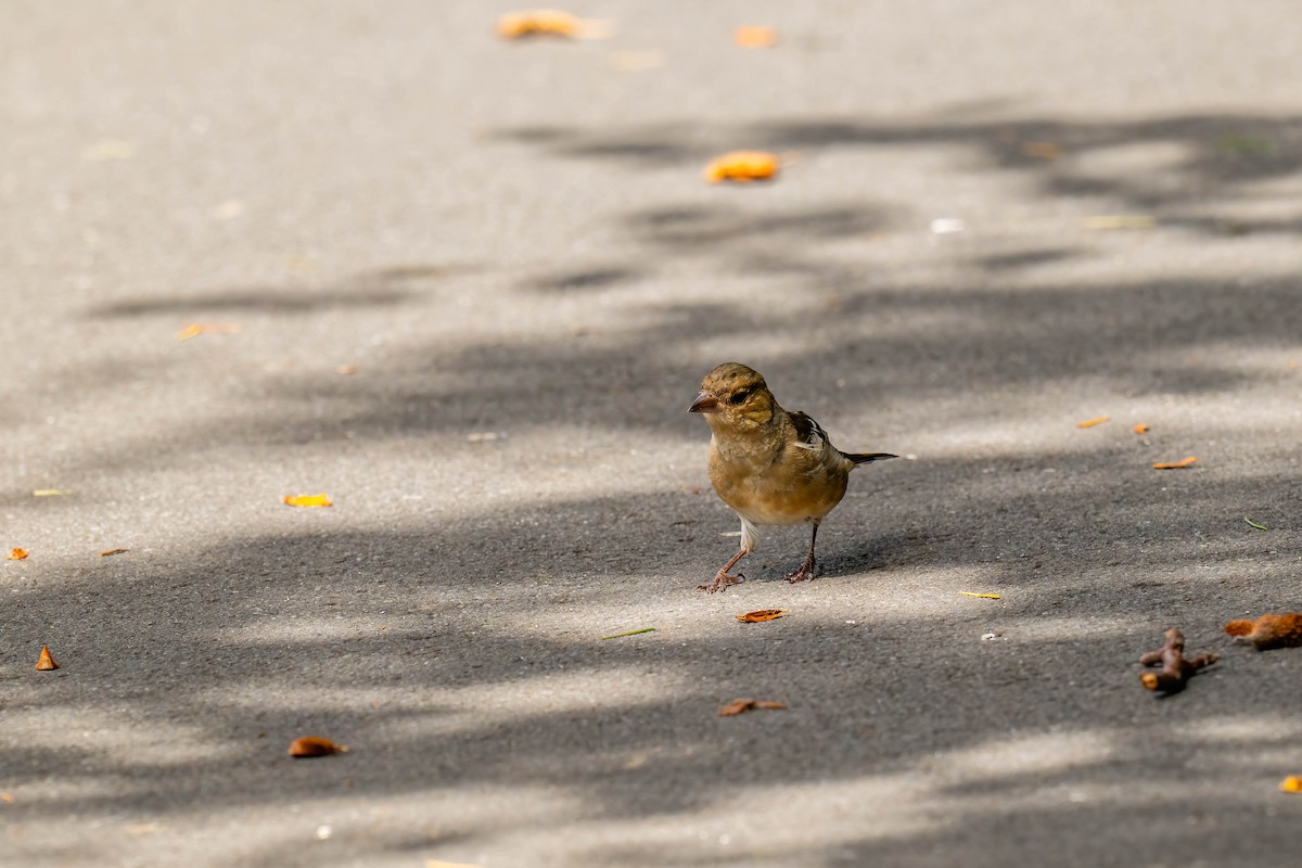 Common Chaffinch - ML634509864