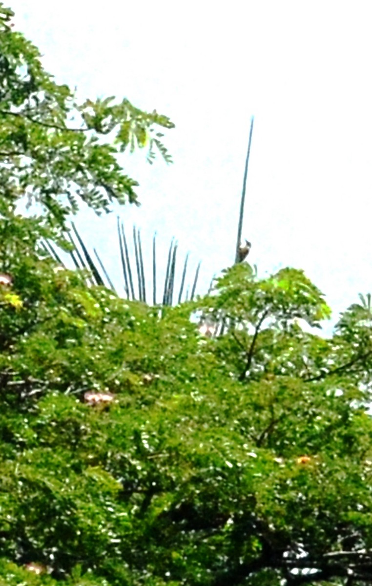 Cuban Crow - ML634509922