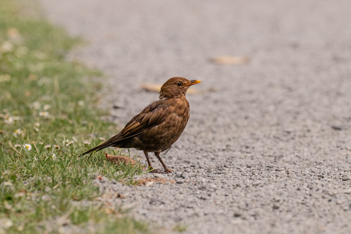 Eurasian Blackbird - ML634509931