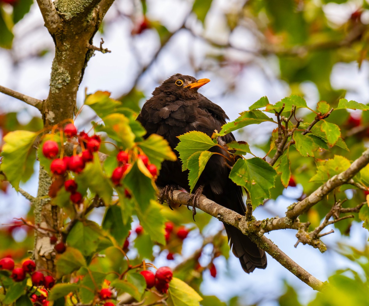 Eurasian Blackbird - ML634509932