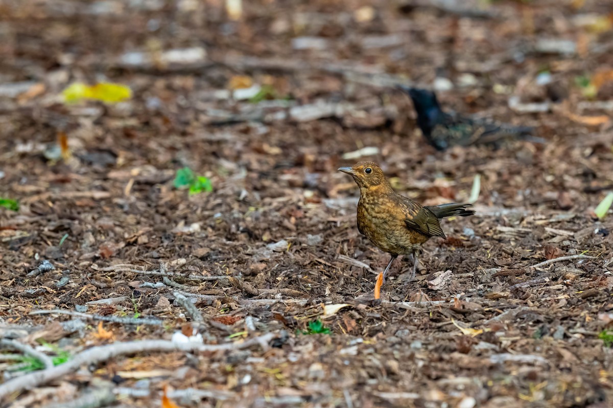 Eurasian Blackbird - ML634509933