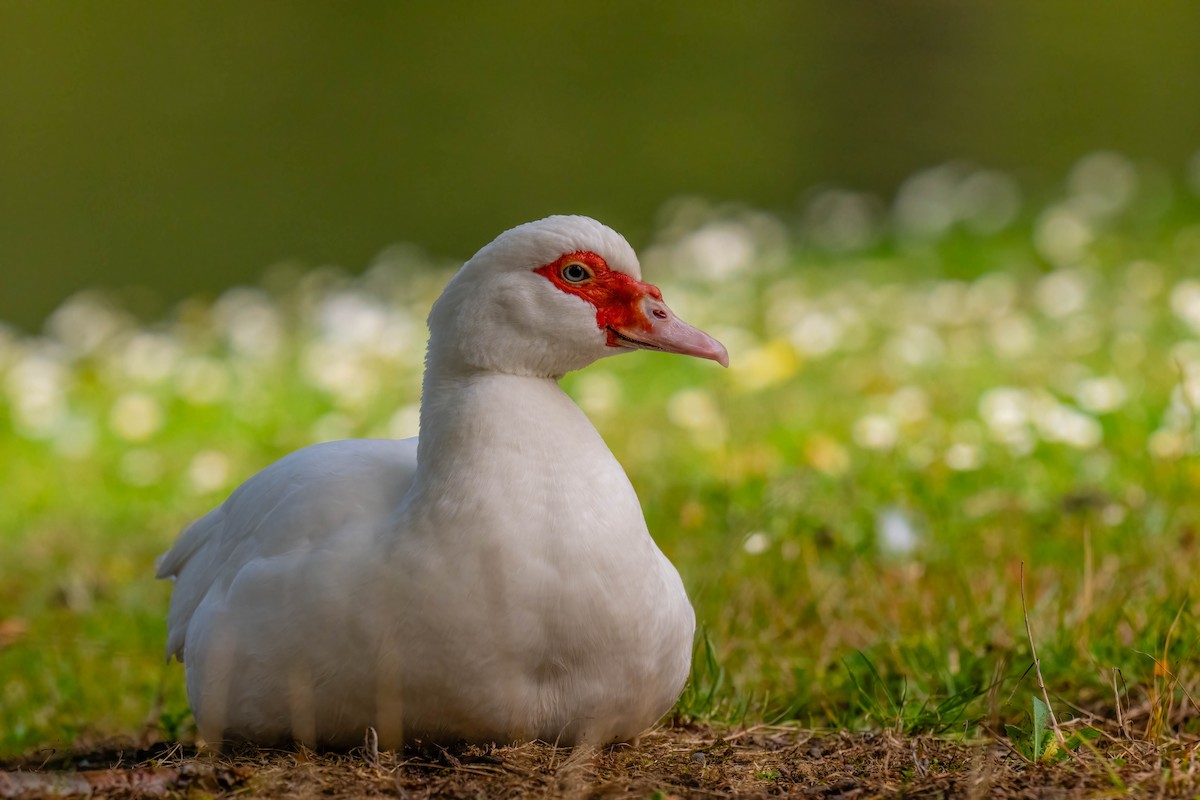 Muscovy Duck (Domestic type) - ML634509980