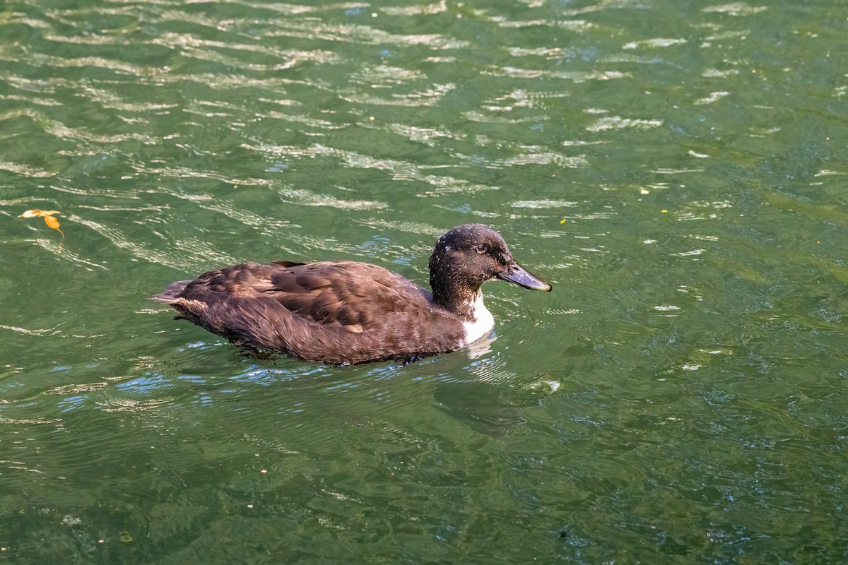 Muscovy Duck (Domestic type) - ML634509982