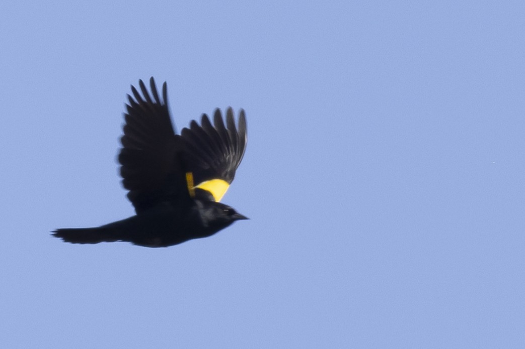 Yellow-shouldered Blackbird - ML634509984