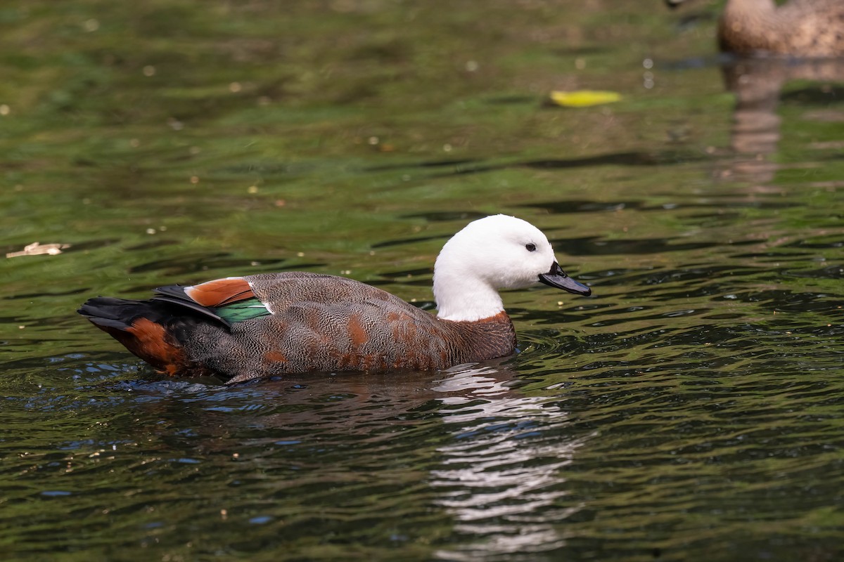 Paradise Shelduck - ML634509991