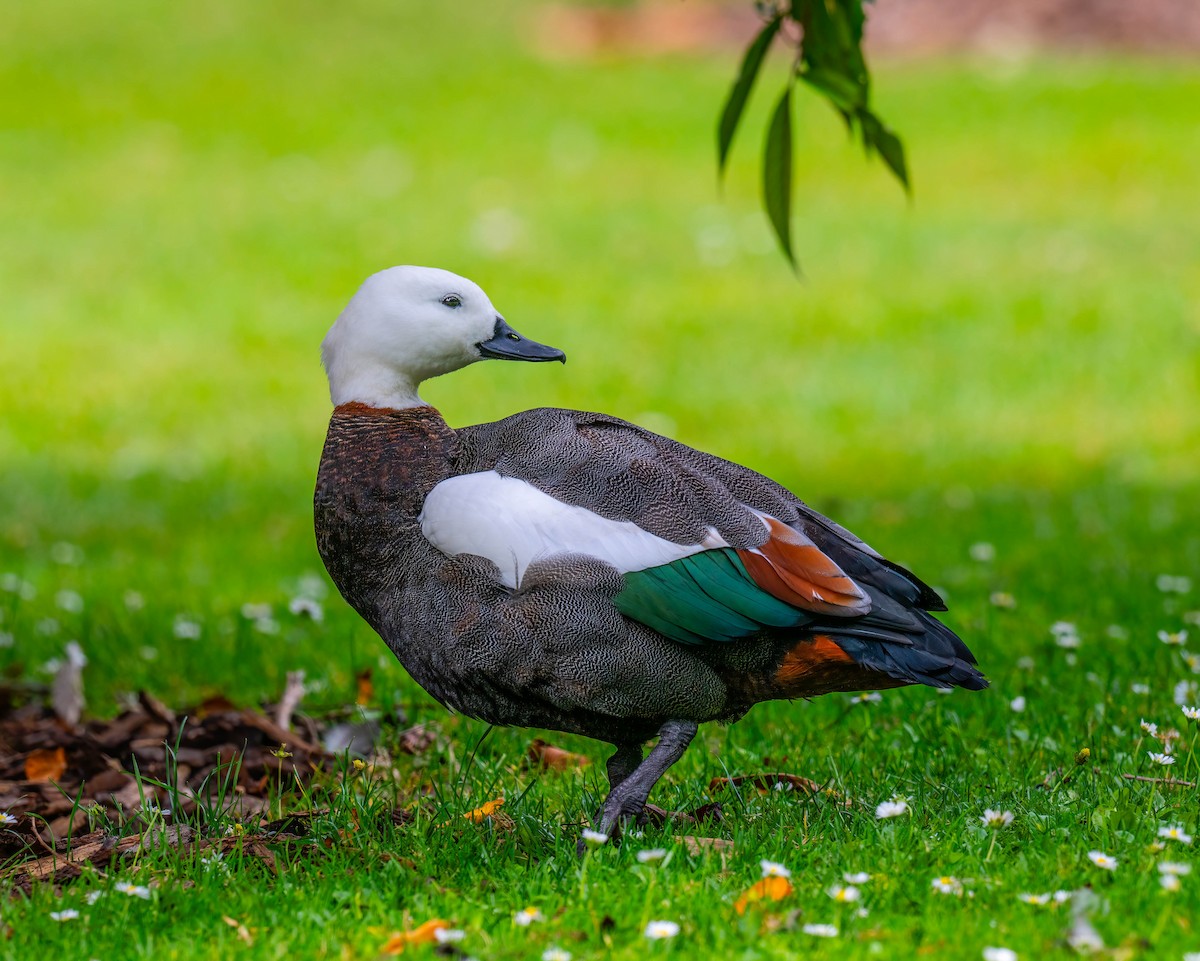 Paradise Shelduck - ML634509992