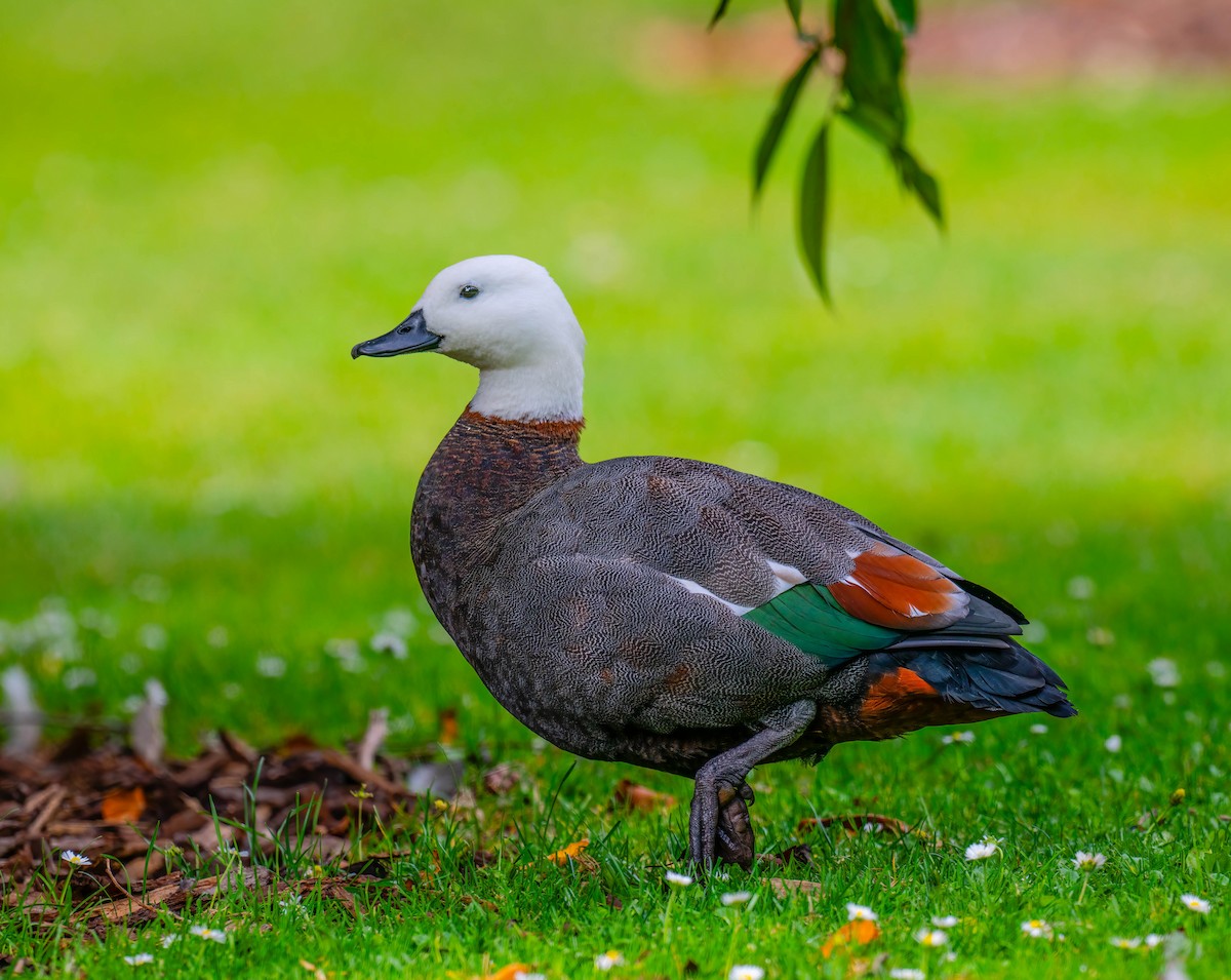 Paradise Shelduck - ML634509993
