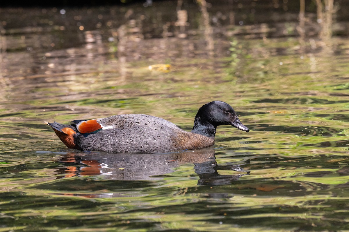 Paradise Shelduck - ML634509994