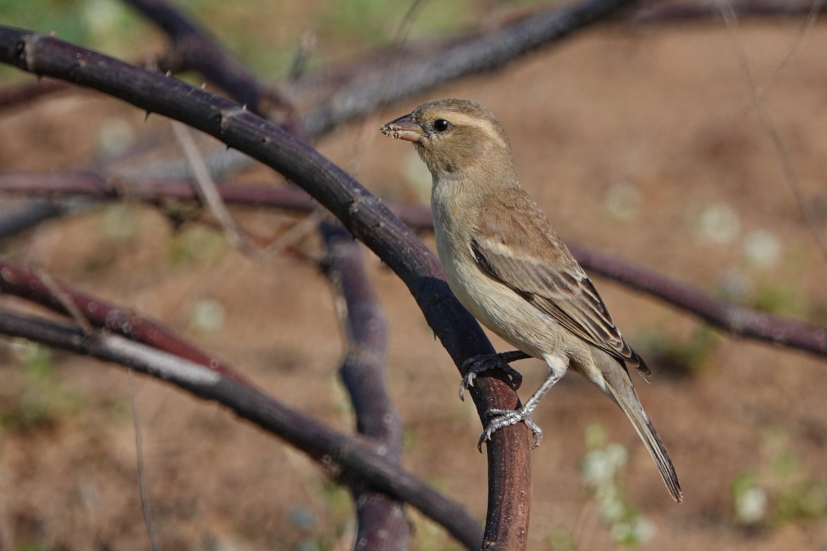 セアカスズメ - ML634509995