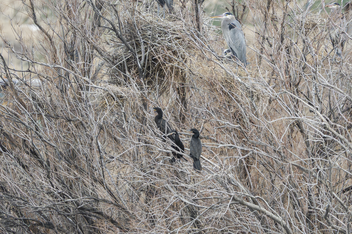 Double-crested Cormorant - ML634510005