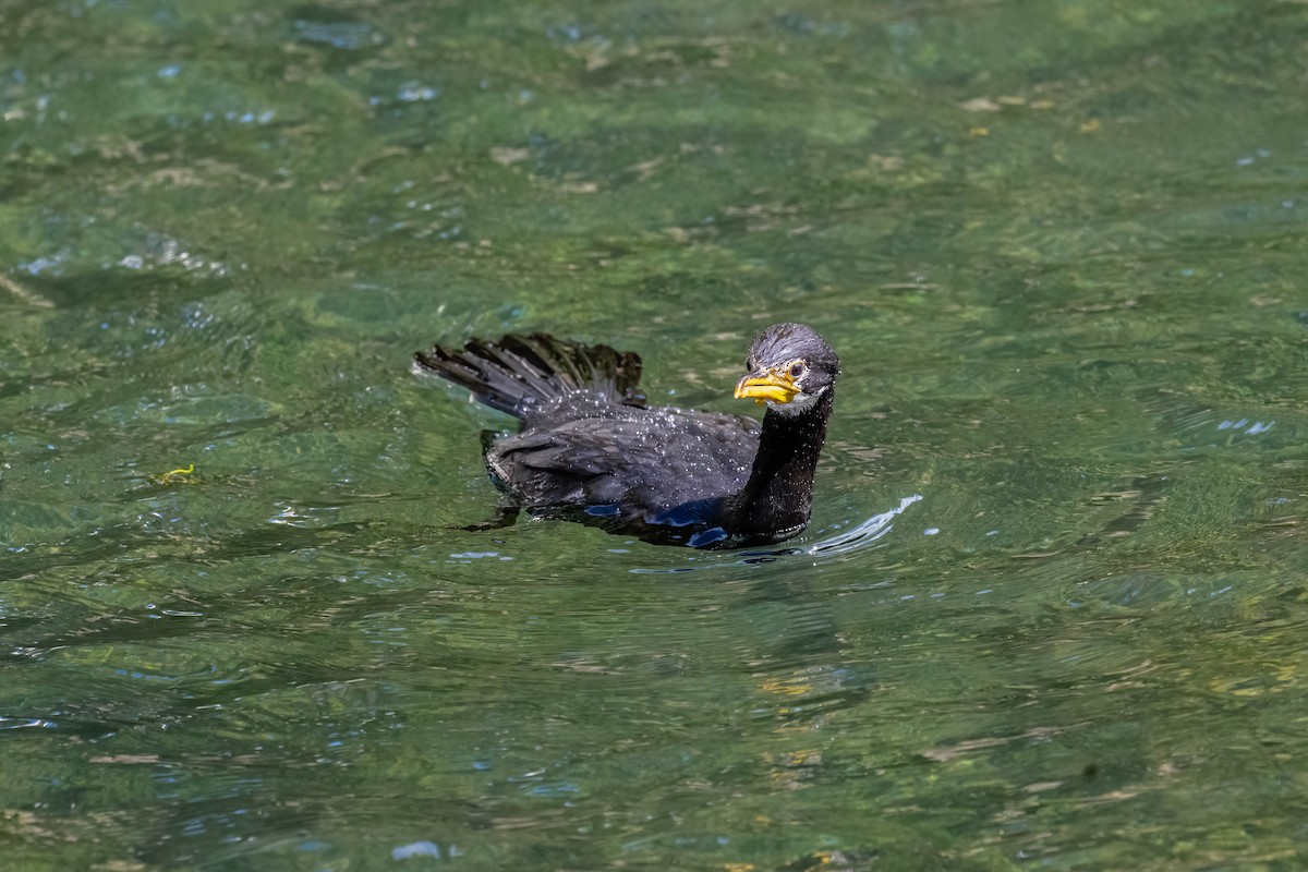 Little Pied Cormorant - ML634510073