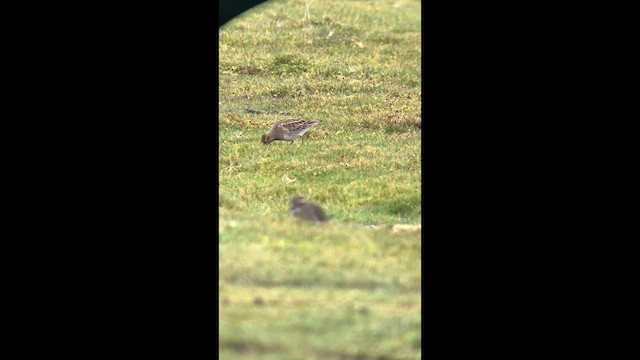 Pectoral Sandpiper - ML634510093
