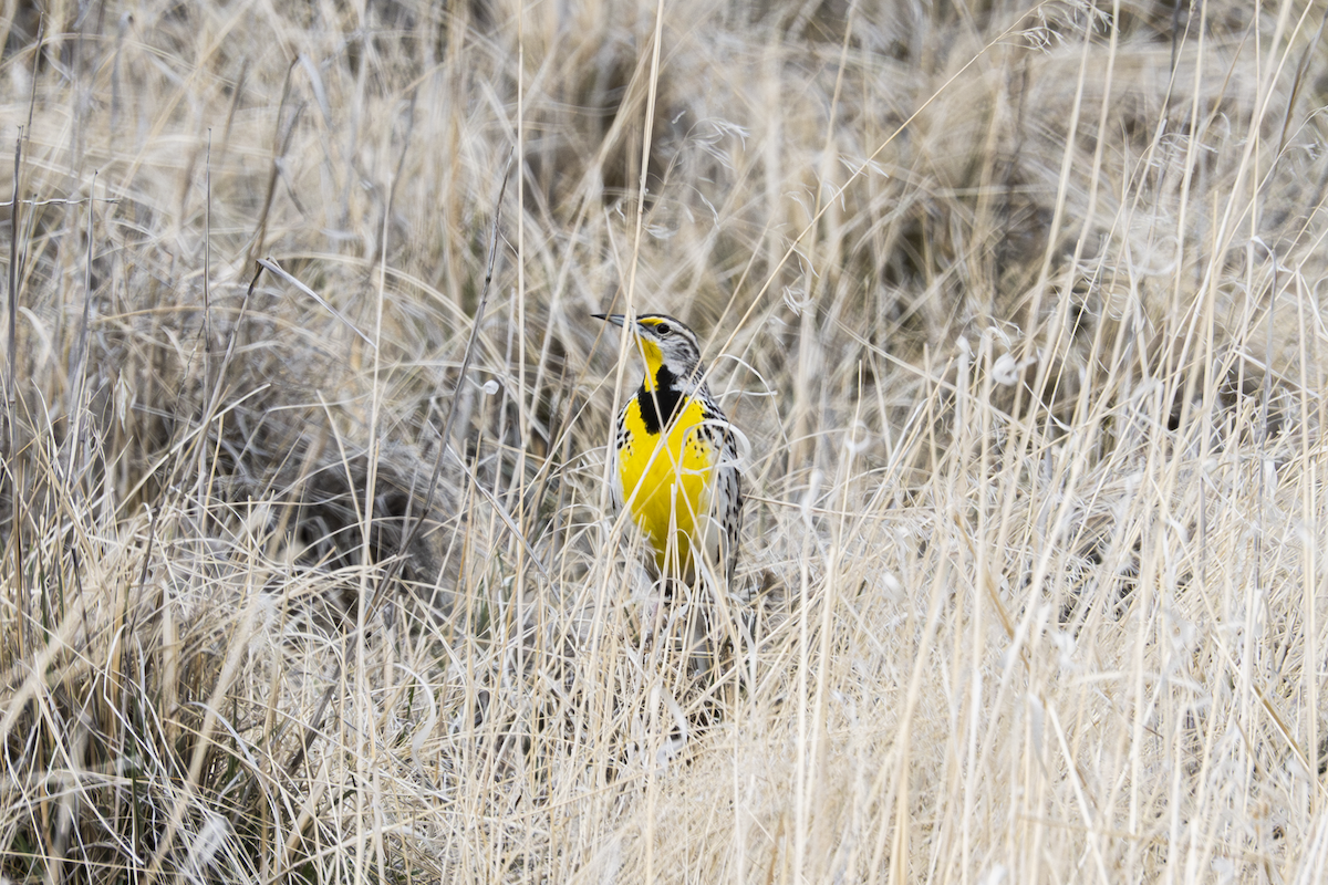 Western Meadowlark - ML634510142