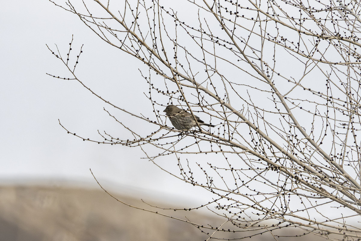 House Finch - ML634510145