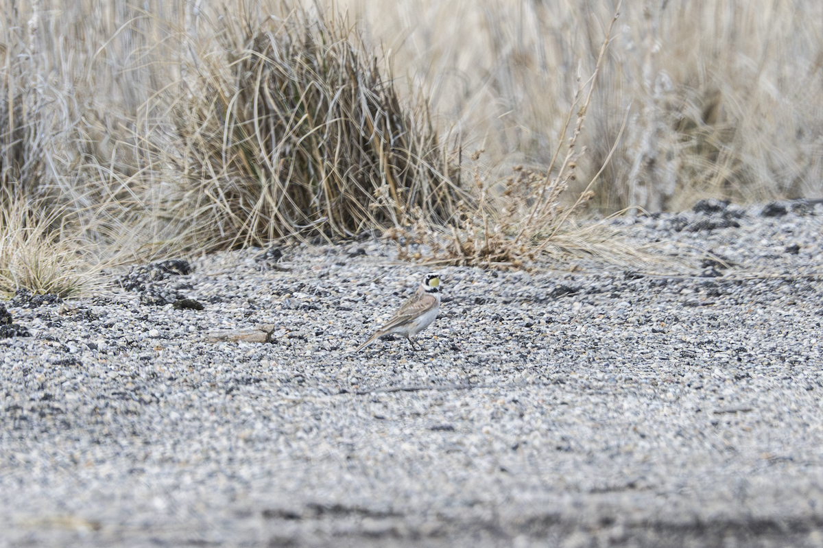 Horned Lark - ML634510151