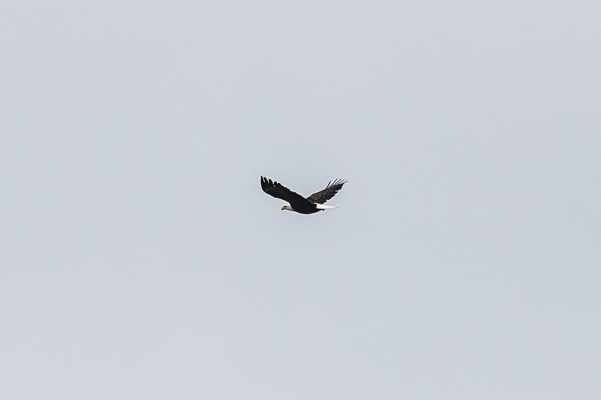 Bald Eagle - ML634510152