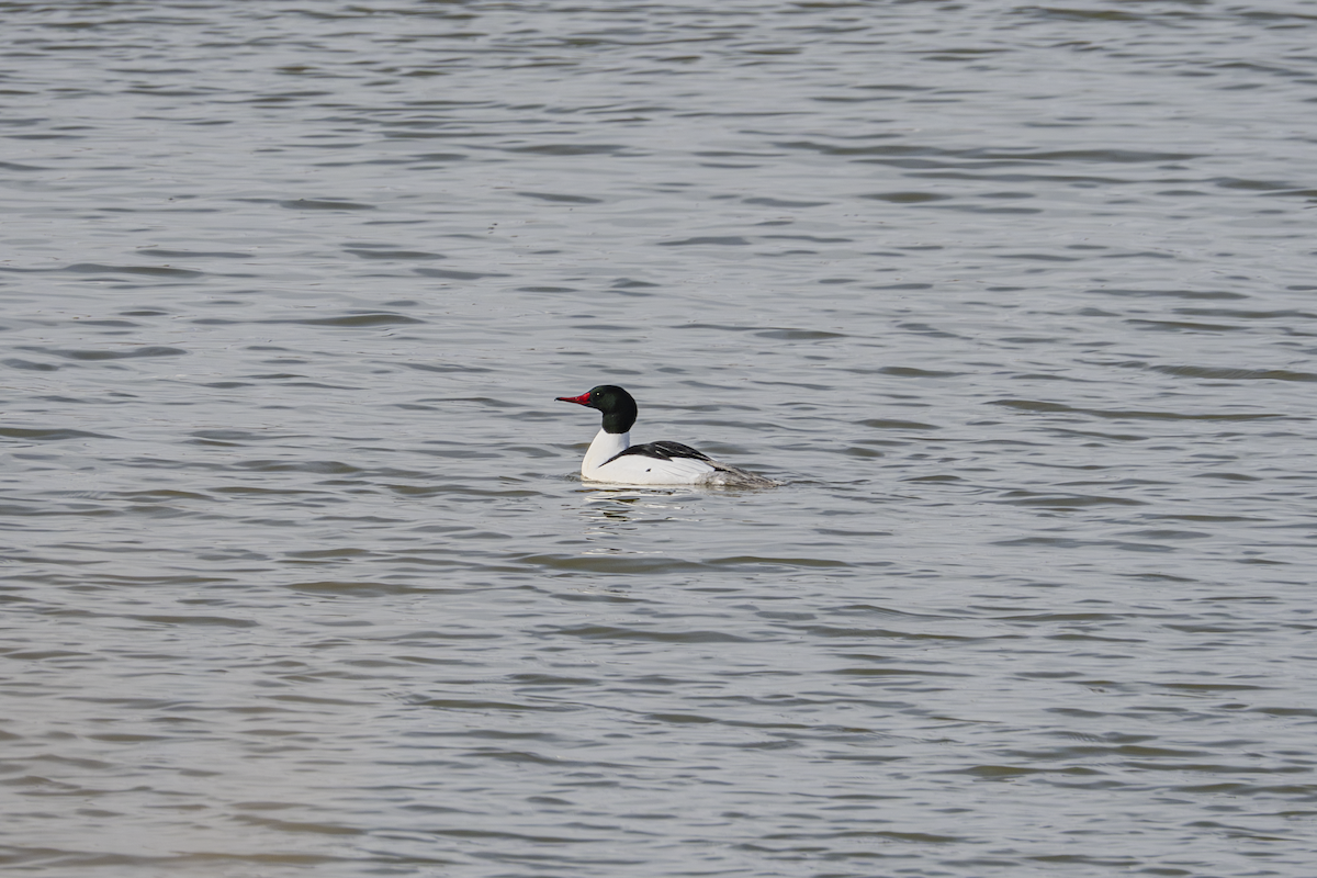 Common Merganser - ML634510166