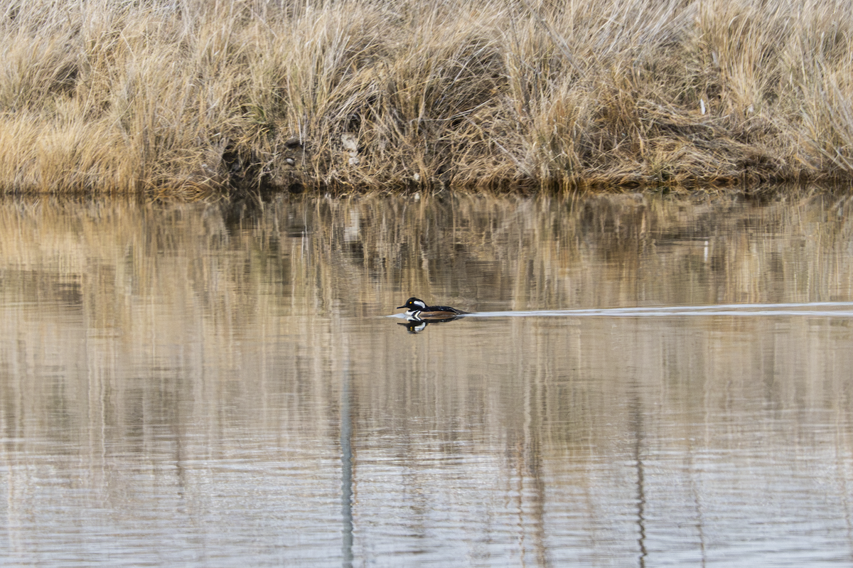 Hooded Merganser - ML634510167