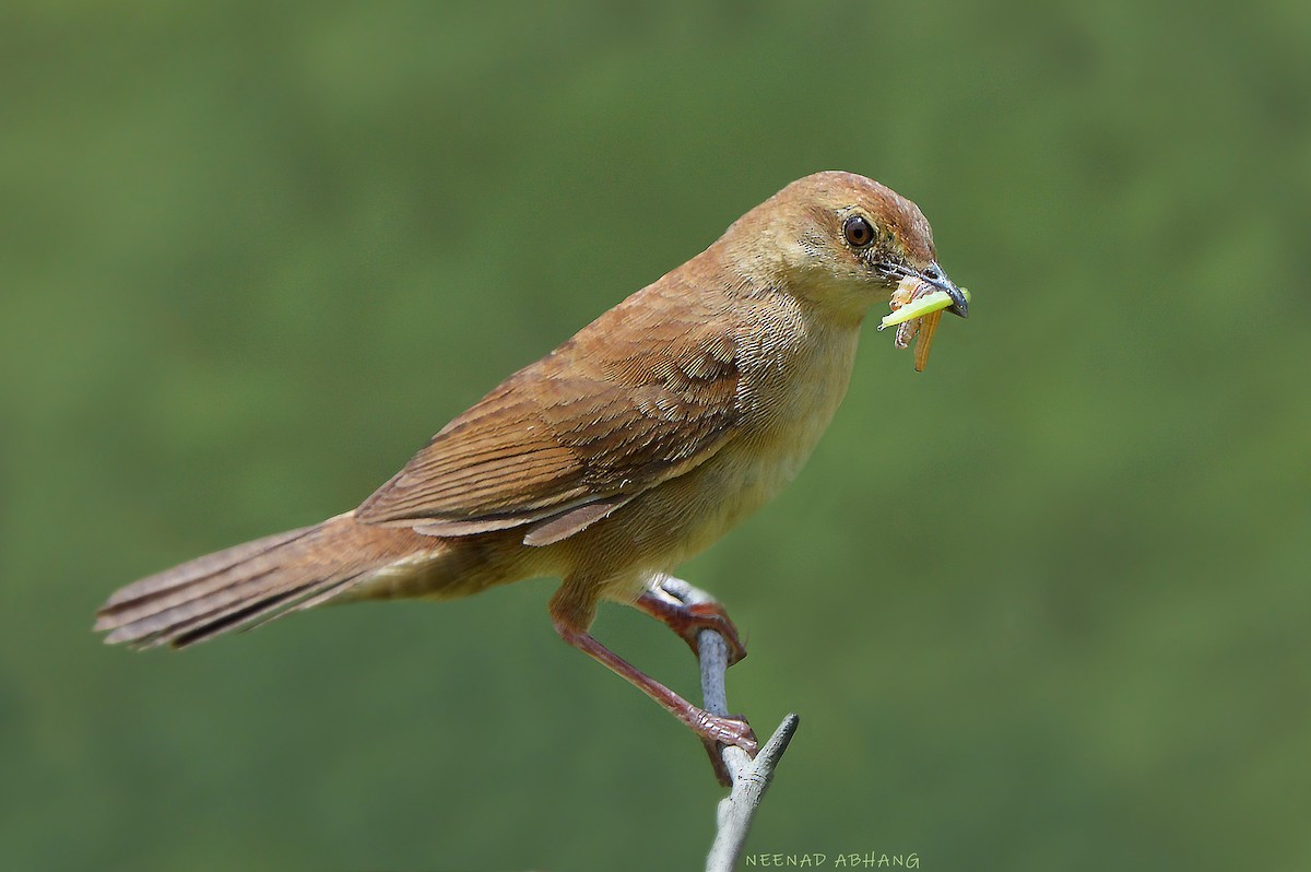 Broad-tailed Grassbird - ML634510188
