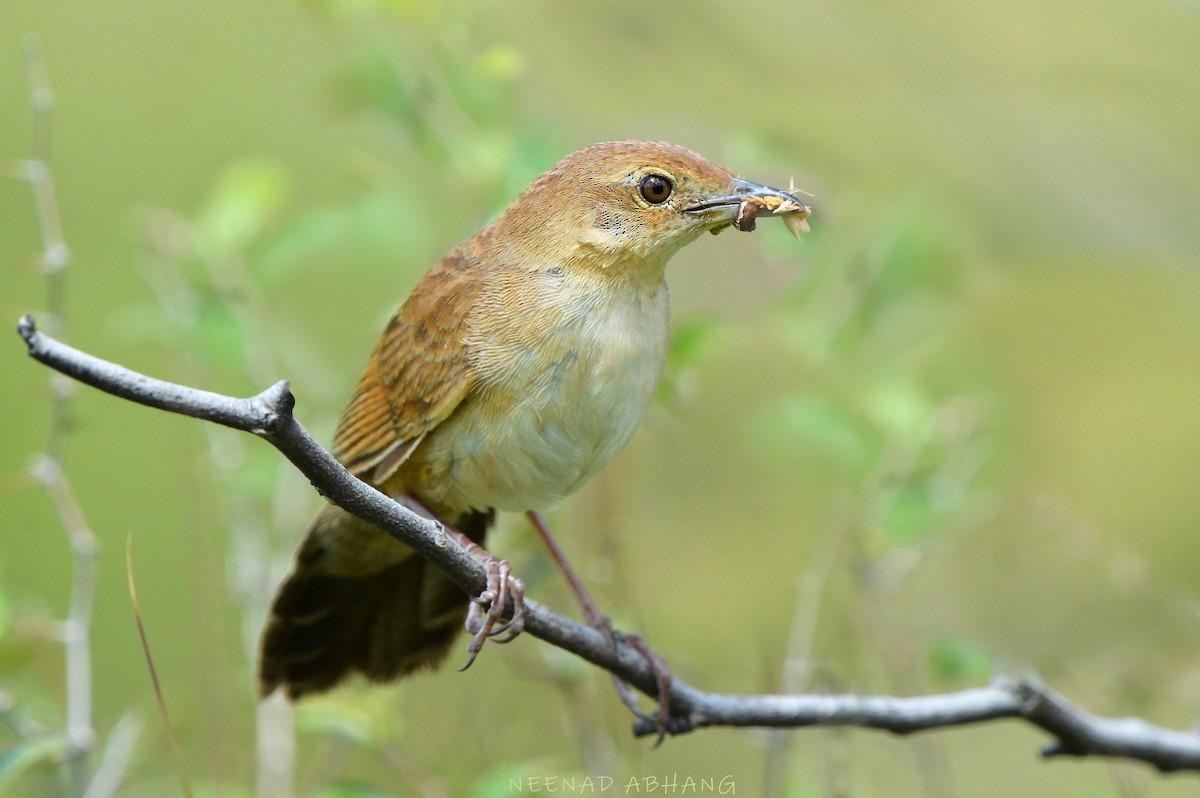Broad-tailed Grassbird - ML634510198