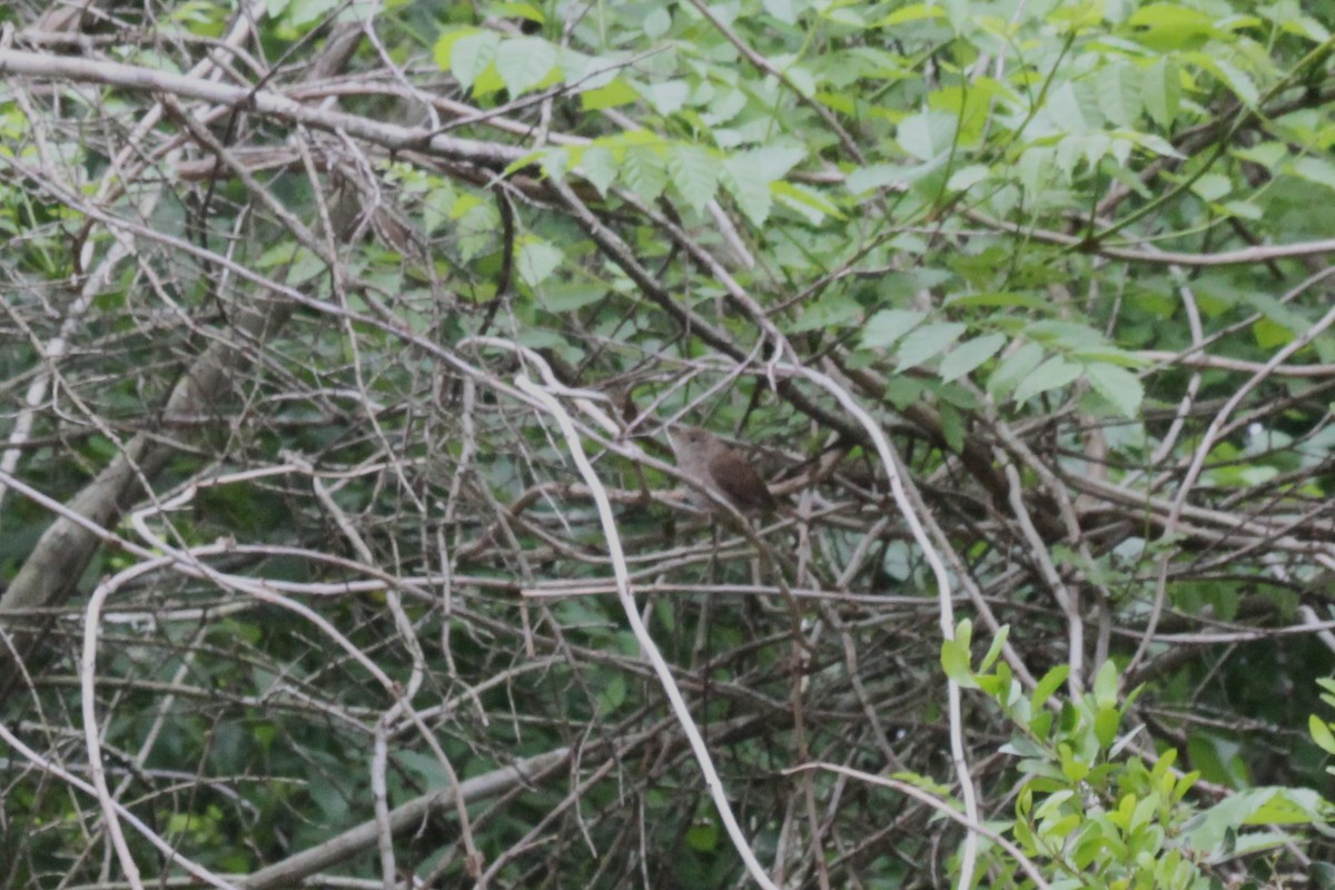 Northern House Wren - ML634510199