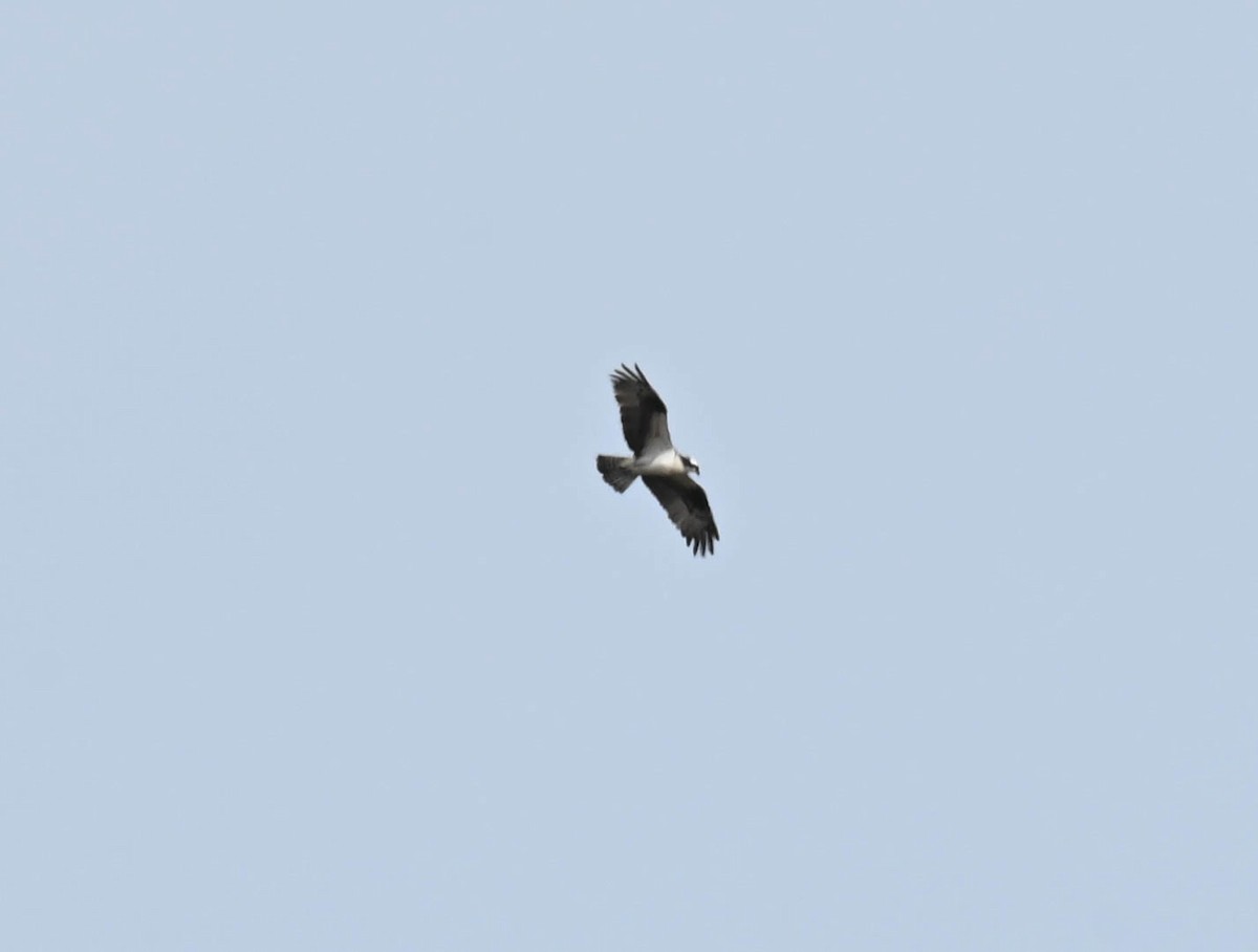 Osprey - ML634510201