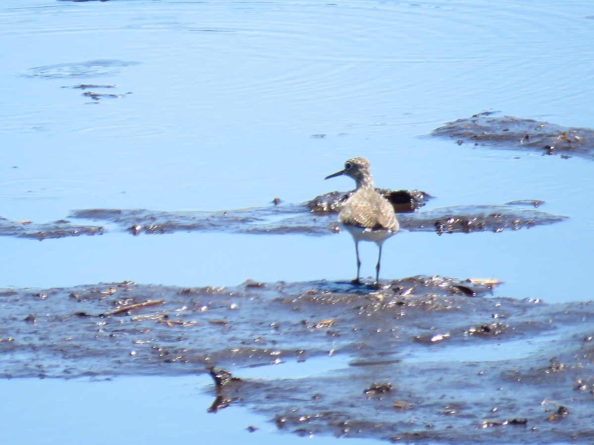 Solitary Sandpiper - ML634510251
