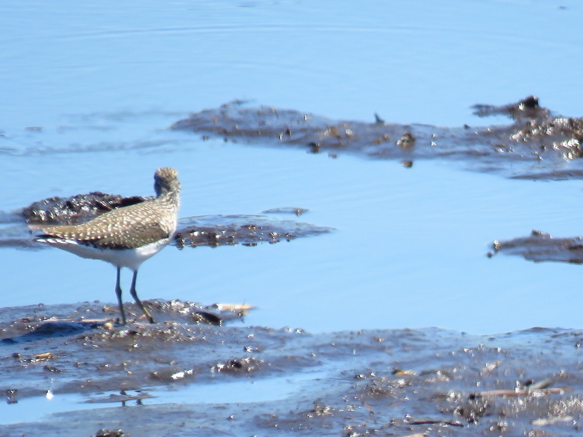 Solitary Sandpiper - ML634510252