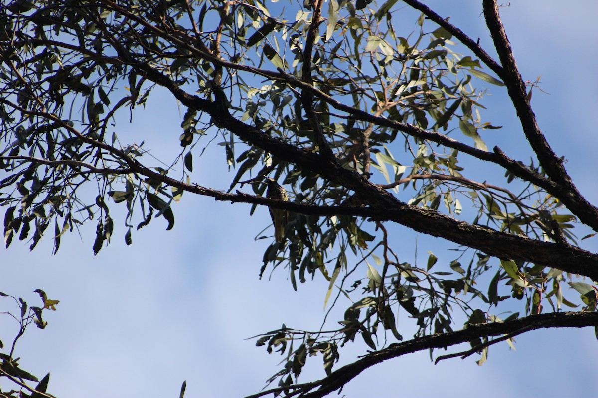 Regent Honeyeater - ML634510356