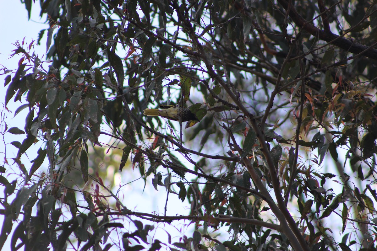 Regent Honeyeater - ML634510357