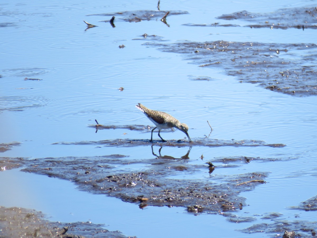 Solitary Sandpiper - ML634510380