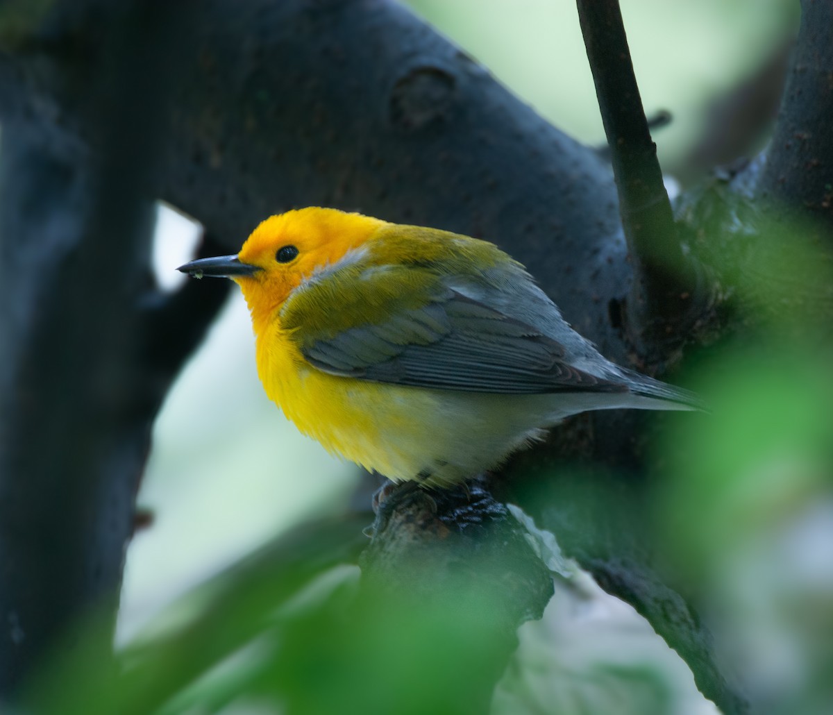 Prothonotary Warbler - ML634510456