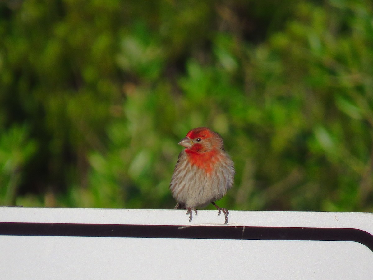 House Finch - ML634510642