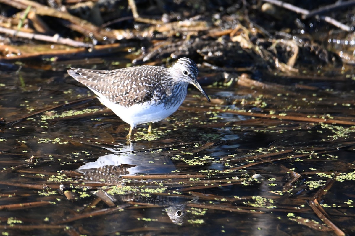Solitary Sandpiper - ML634510672