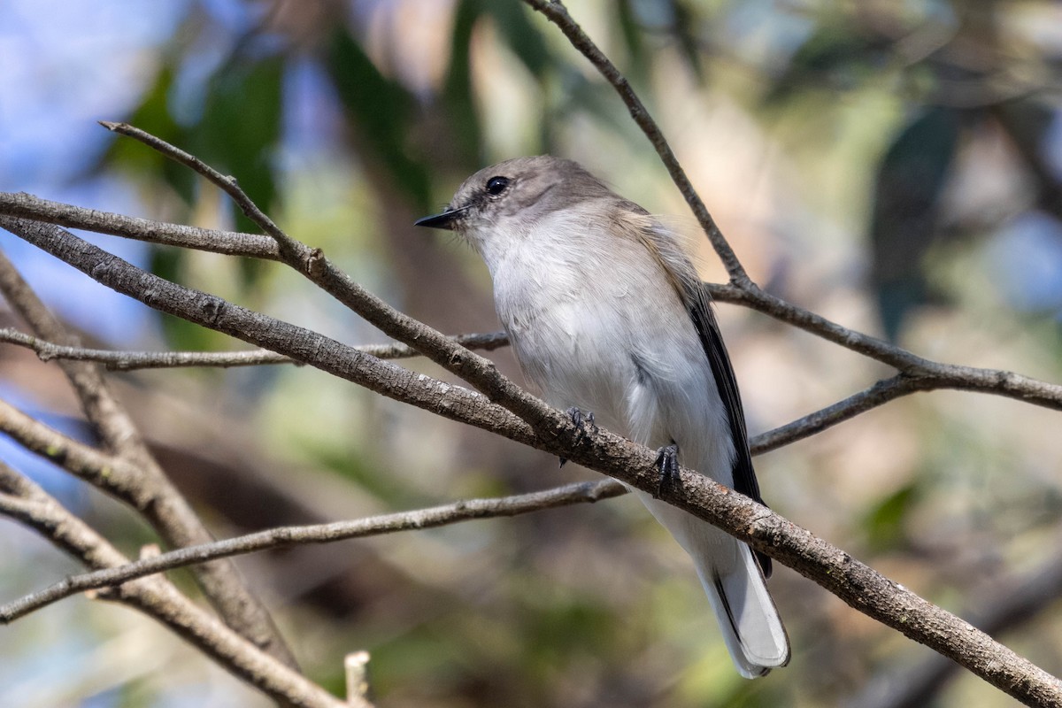 Jacky-winter - ML634510746