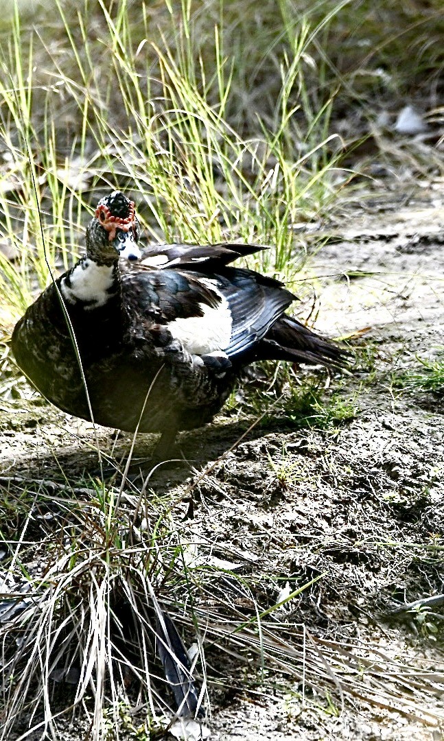 Muscovy Duck - ML634510760