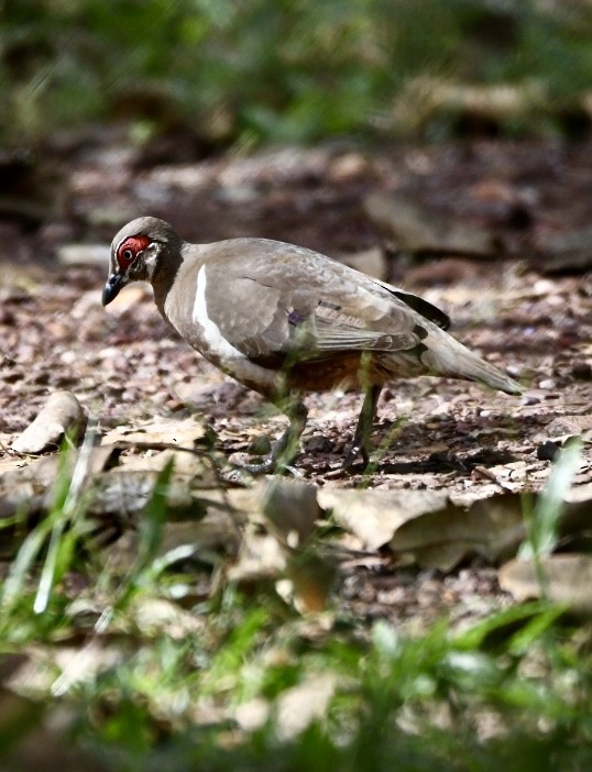 Partridge Pigeon - ML634510774