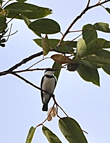 Banded Honeyeater - ML634510825