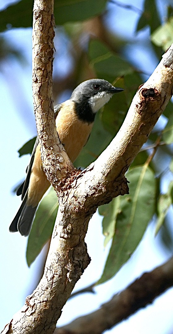 Rufous Whistler - ML634510836