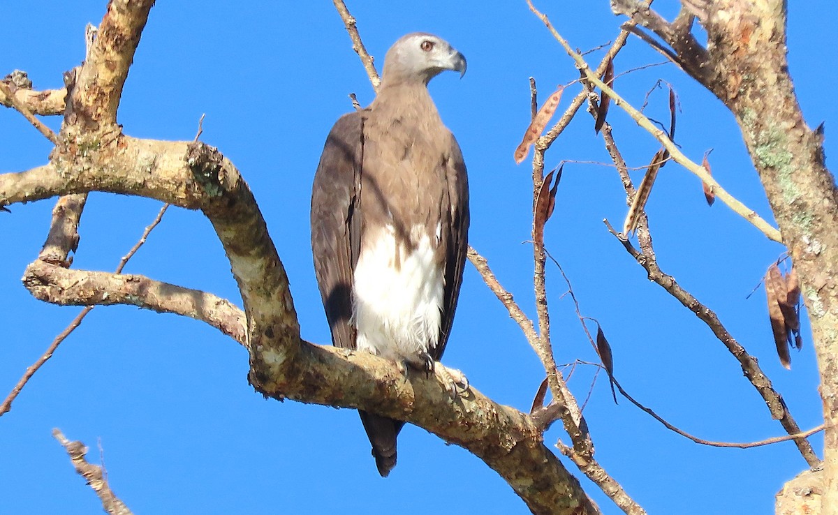 Gray-headed Fish-Eagle - ML634510866