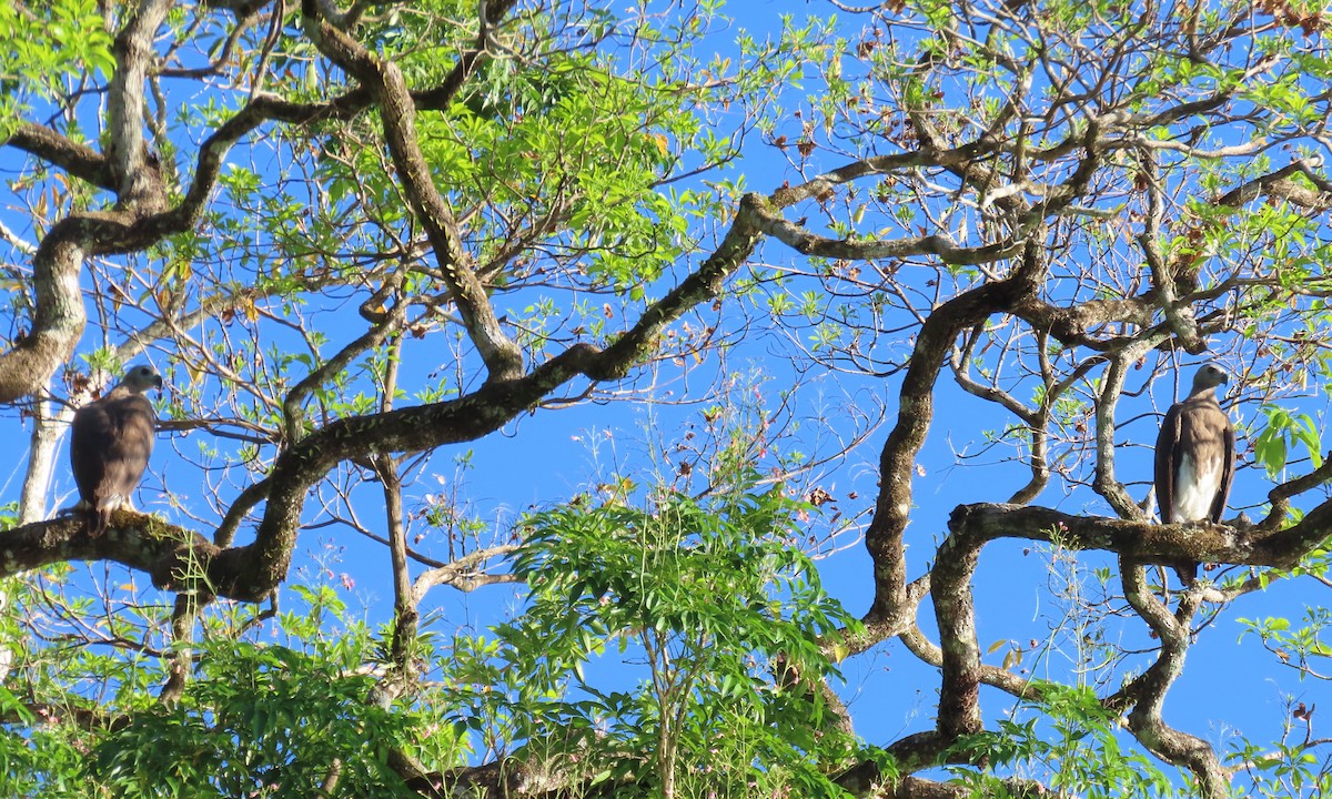 Gray-headed Fish-Eagle - ML634510867