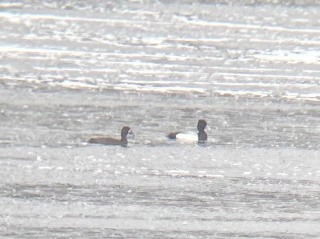 Lesser Scaup - ML634510977