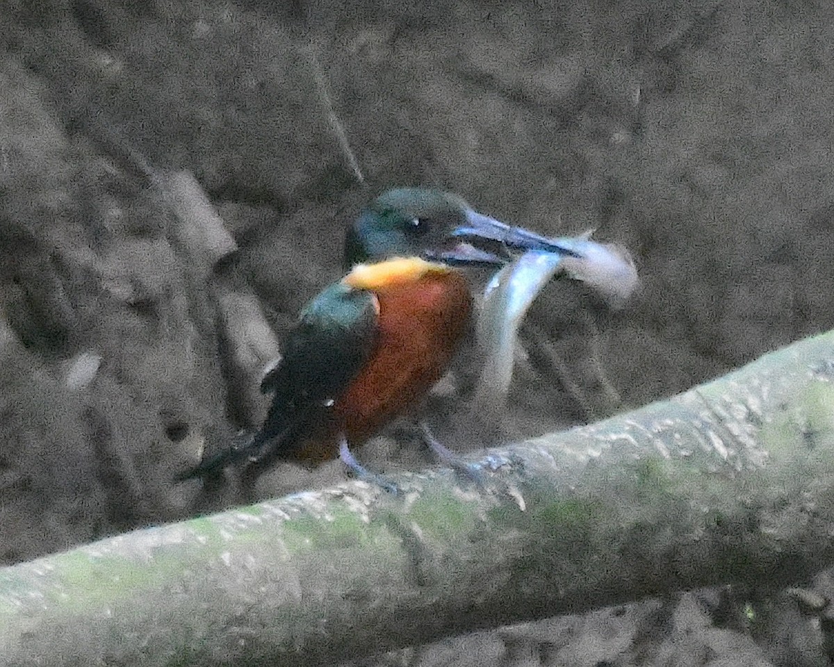 Green-and-rufous Kingfisher - ML634511031